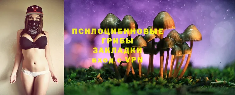 хочу   Калининск  Псилоцибиновые грибы Psilocybine cubensis 